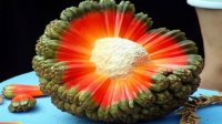Fruta Hala-imagenes de fruta