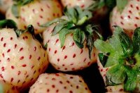 Pineberry-frutas tropicales raras