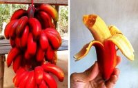 banana roja-imagen