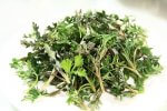 ajenjo-aromaticas-medicinales