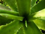 aloe vera-medicinales
