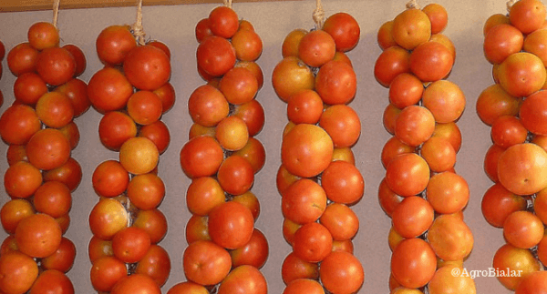 tomate para colgar