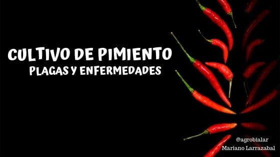 Cultivo de Pimiento. Plagas y Enfermedades