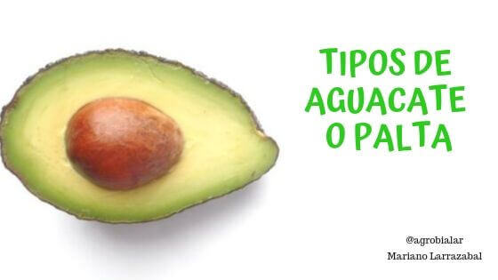 Tipos de Aguacate o Palta. Clasificación