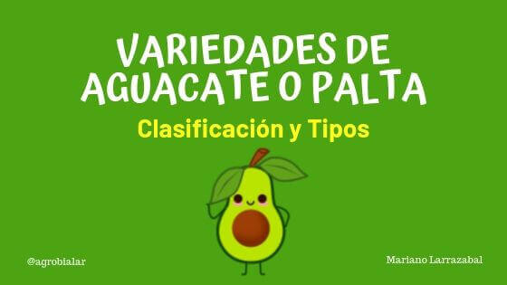 Variedades de Aguacate o Palta. Clasificación y Tipos