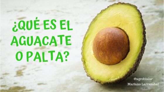 ¿Qué es el Aguacate o Palta