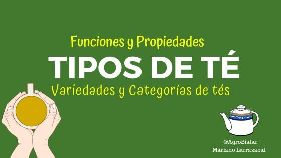 Tipos de Té. Para que Sirven, Funciones y Propiedades. Variedades y Categorías de tés