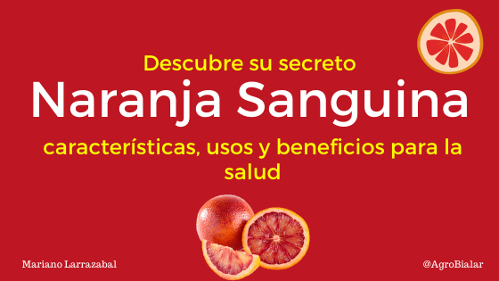 Naranja Sanguina Descubre sus características y beneficios para la salud