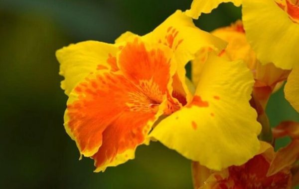 cannas Características de Cannas índicas