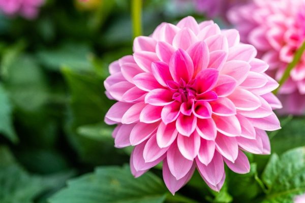 Tipos de Flores Hermosas que Existen. Listado de Nombres de Plantas con  Flores