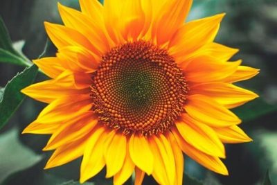 girasol Características de la flor de girasol