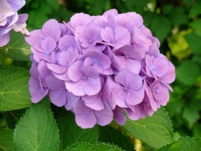 hortensia Características y cuidados d hortensia Características y cuidados d
